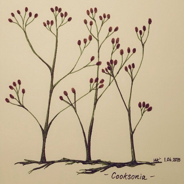 Cooksonia -ancient plant