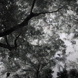 Perfect Days arboles